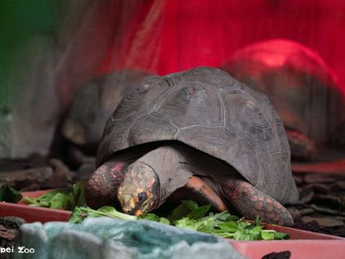 大寒也不怕冷！穿山甲館變身「雨林暖暖屋」，熱帶動物安心過冬
